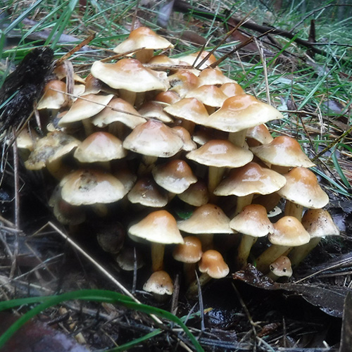 tanti funghi